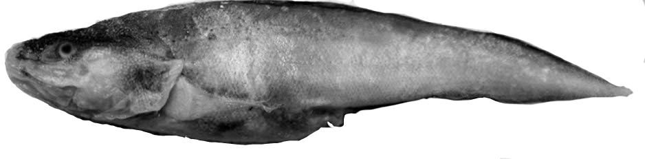 Cataetyx alleni_03.jpg